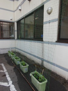 DSCN5317