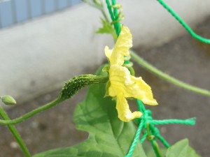 DSCN5338