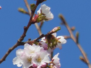 DSCN6352