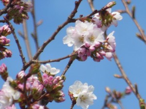 DSCN6354